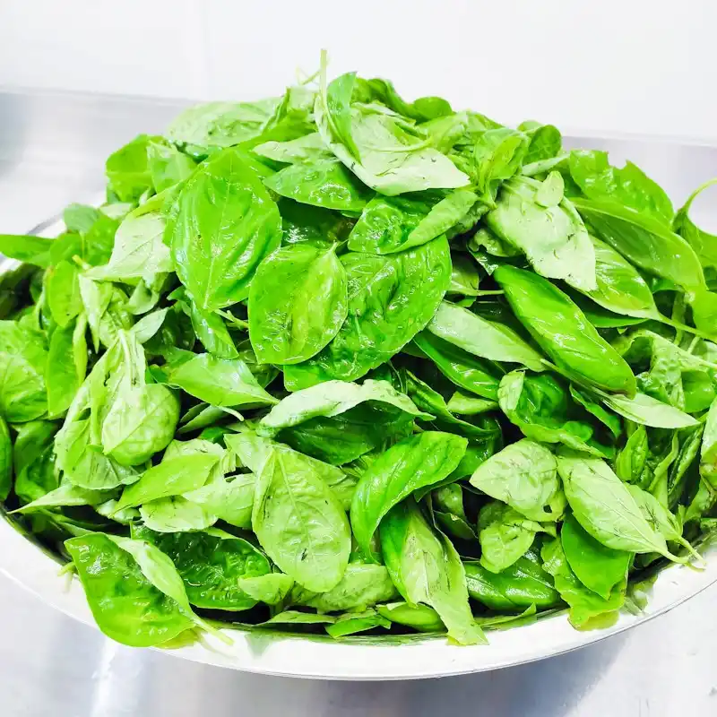 Basilic_Ferme_Noyer_2021