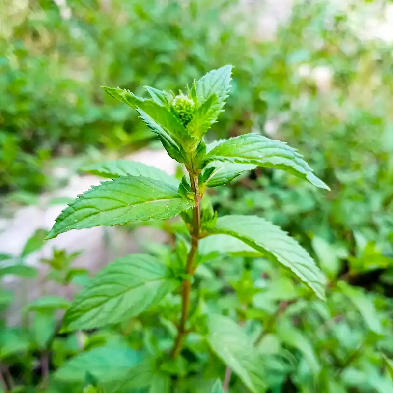 Menthe_Chocolat_Poivree_2022