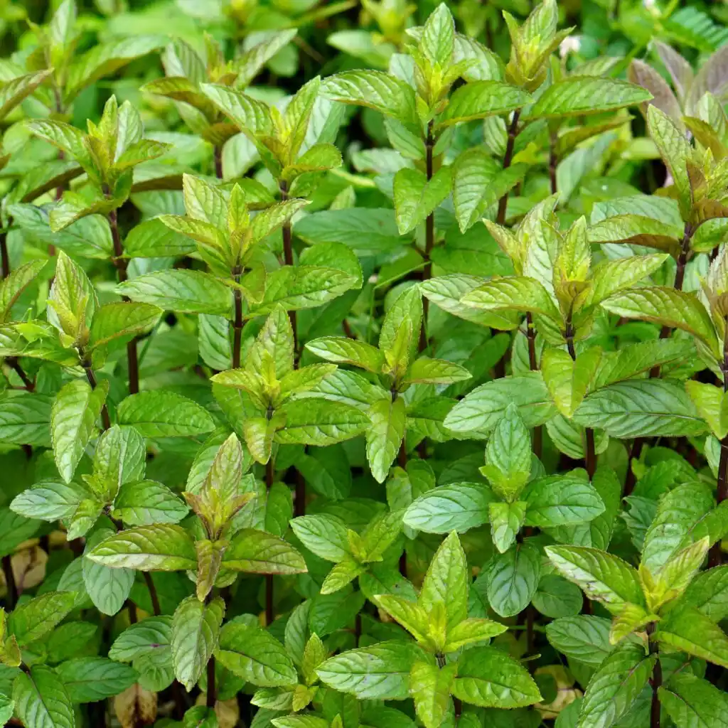 Menthe_Chocolat_2023