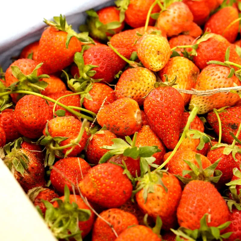 Merlin_Sorbet-Fraise-de-Piegros-1-1