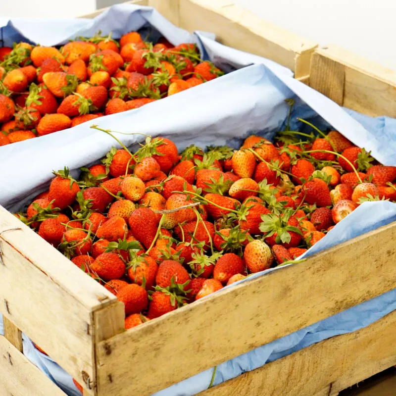 Merlin_Sorbet-Fraise-de-Piegros-3